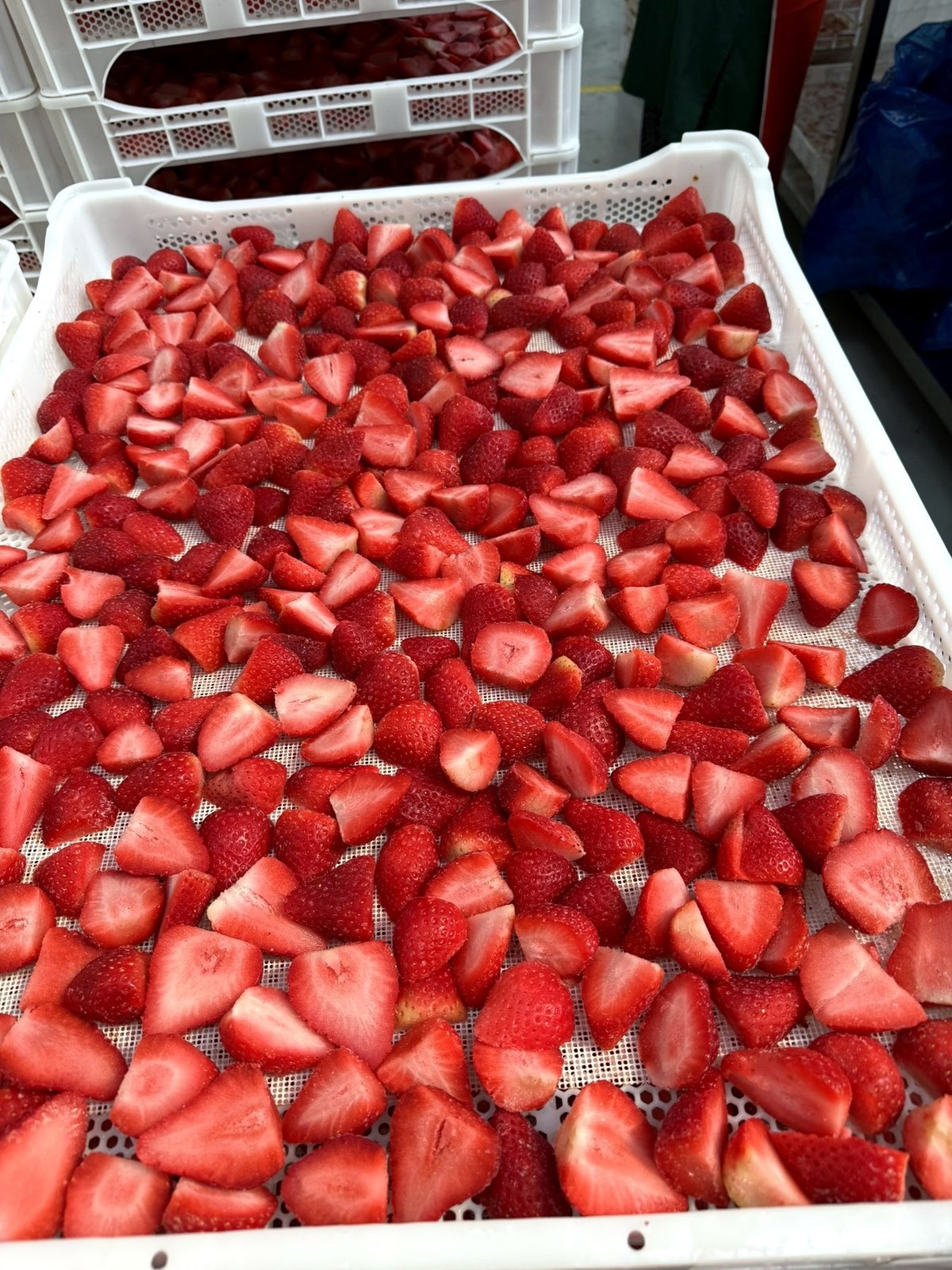 Fruit wedges on drying trays before dehydration
